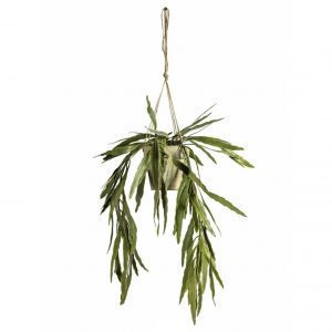  Hanging Rhipsalis with Rustic Pot